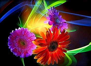 Together, purple, pink, streams of color, abstract, light, red, flowers, three HD wallpaper