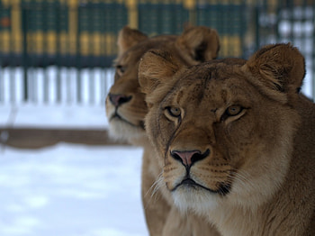 pretty lions, loewen, lion, raubtiere, zoo HD wallpaper