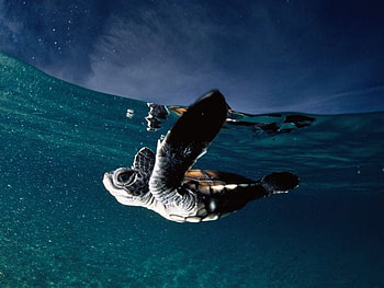 Sea Turtle, sea, turtle, cool HD wallpaper