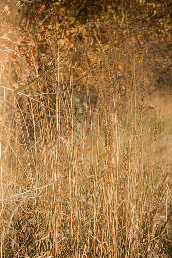 Plants, Nature, Grass, Field, Dry HD phone wallpaper