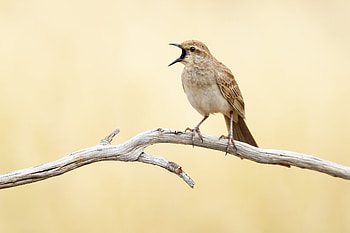 Rufous songlark (Cincloramphus mathewsi), Lake Cargelligo, New South Wales, Australia, Animal, bird HD wallpaper