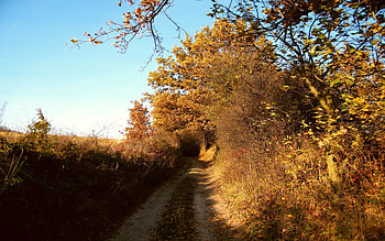 Nature, Autumn, Bush, Road, Country, September, Countryside HD wallpaper