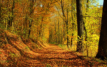 forest in the fall, fun, fall, trees, cool, nature, forest HD wallpaper