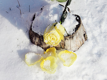 Rose On A Stump, Winter, graphy, Petals, Snow, Nature, Flower, Rose HD wallpaper
