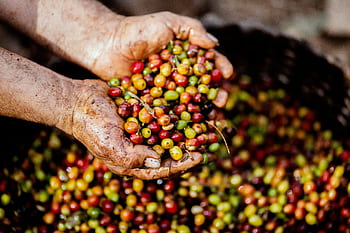 Close-up of hands holding freshly harvested coffee cherries in Mexico. Vibrant colors symbolize a fruitful harvest. HD wallpaper