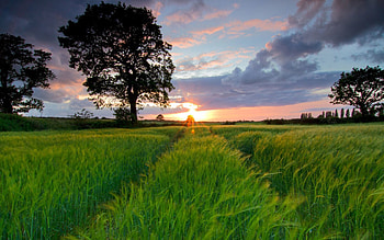 Nature, Sunset, Sun, Field, Traces HD wallpaper