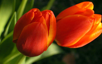 TULIPS, PETALS, LEAVES, ORANGE, STEMS HD wallpaper