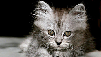Animals, Fluffy, Kitty, Kitten, Muzzle, Bw, Chb HD wallpaper