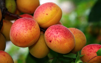 Apricot , Background HD wallpaper