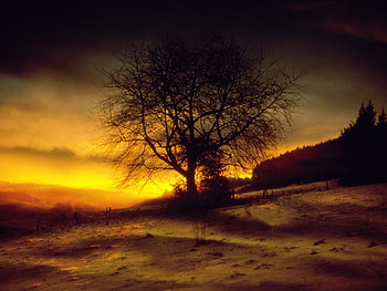 Landscape, Trees, Sunset HD wallpaper