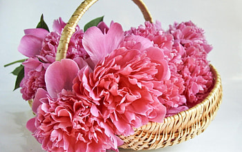 Peonies, basket, pink, bouquet, flowers HD wallpaper