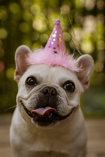 Funny, Animals, Holiday, Protruding Tongue, Tongue Stuck Out, Pug HD phone wallpaper