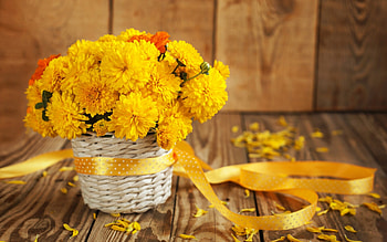 Bouquet, Chrysanthemums HD wallpaper