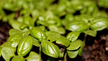 Colorful food plants, Closeup graphy, Green foliage, Vibrant flowers HD wallpaper