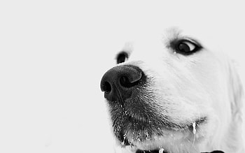 Animals, Dog, Muzzle, Nose HD wallpaper