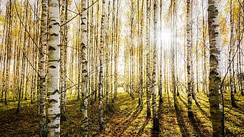 Birch trees, Stunning , Birch tree magic, Nature's elegance HD wallpaper
