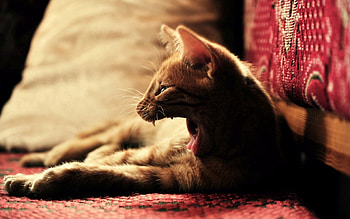 Animals, Cat, Kitty, Kitten, Fright, Fear, Evil HD wallpaper