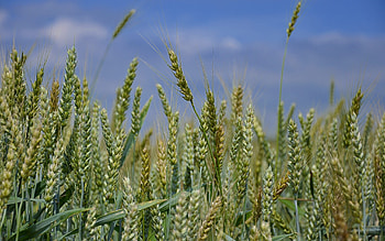 Plants, Wheat HD wallpaper