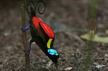 Bird, colors, beautiful, strange HD wallpaper