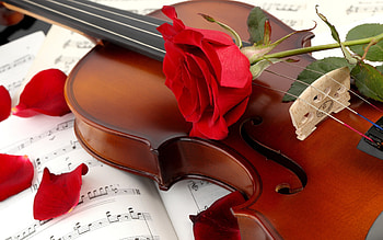 ... red-rose-with-violin--- ... HD wallpaper