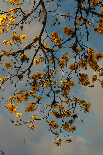 Flowers, Plant, Wood, Tree, Branches HD phone wallpaper