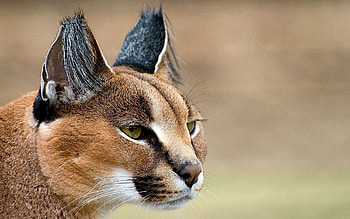 Animals, Muzzle, Predator, Sight, Opinion, Ears, Caracal HD wallpaper