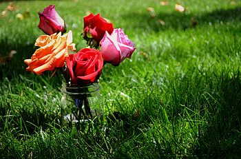 A simple jar of beauty, roses, grass, fresh, orange, beauty, pink, simple, jar, green, red HD wallpaper