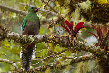 Animals, Food, Bird, Beak, Branch, Insect, Bug HD wallpaper