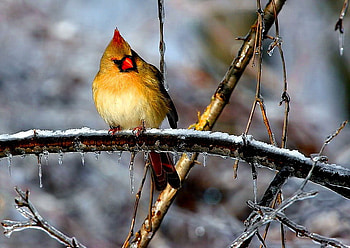 Bird on branch, winter, animal, colorful, bird, cute, cold, snow, branches, nature HD wallpaper