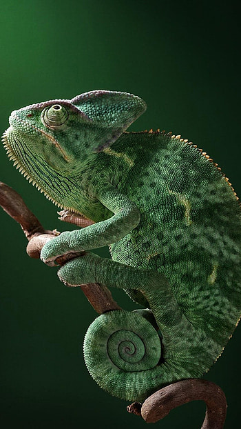 Chameleon, Dark Green HD phone wallpaper