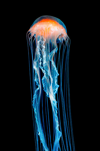 Animals, Jellyfish, Tentacle HD phone wallpaper