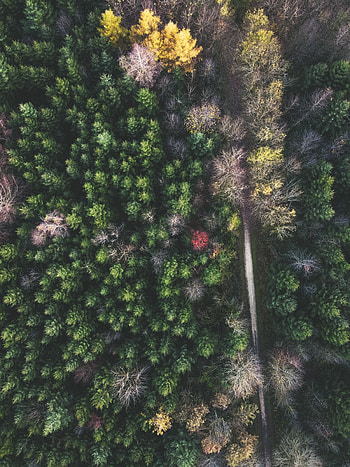 Nature, Trees, View From Above, Top, Road, Forest, Tops HD phone wallpaper