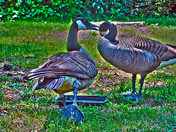 two geese, fly, birds, animals, geese HD wallpaper