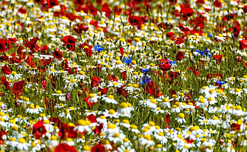 Wild flowers, field, poppi, cornflowers, wild, camomille HD wallpaper