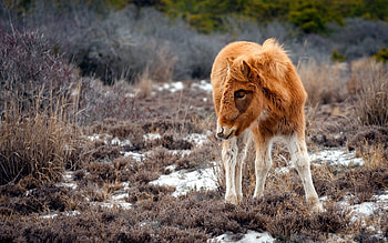 Animals, Nature, Grass, To Stand, Stand, Pony HD wallpaper