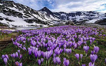 Rila Mountains, Crocus, Mountains, Rila, Purple HD wallpaper