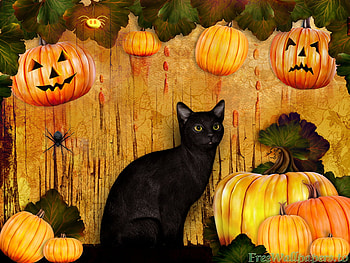 Halloween kitten, night, kitten, animal, feline, cat, halloween, holiday, moon, pumpkin HD wallpaper