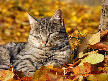 Animals, Autumn, Leaves, Cat, Muzzle, Sleep, Dream, Nap, Doze HD wallpaper