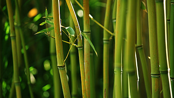 Green bamboo in nature, Close-up view, Depth of field, Natural beauty HD wallpaper