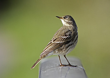 Rock ~ Anthus petrosus, rock pipit, anthus petrosus, bird, rspb HD wallpaper