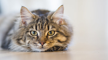 Animals, Cat, Fluffy, Muzzle, Sight, Opinion HD wallpaper