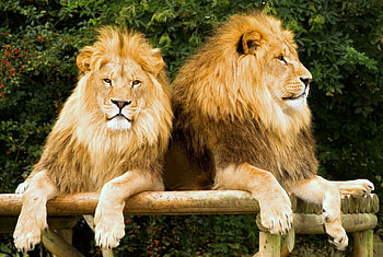 The BIG boys, manes, resting, pair, male, forest, lions, golden coat HD wallpaper