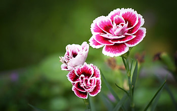 Plants, Flowers HD wallpaper
