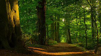 Forest, , Ultra , Serene beauty HD wallpaper