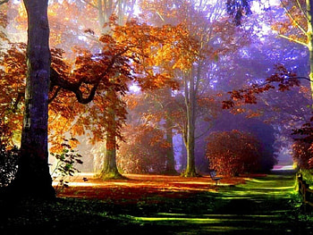 Foggy park, autumn, nature, park, fogg HD wallpaper