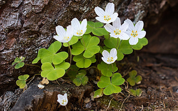 Forest Flowers, white, flowers, forest, wood sorrel HD wallpaper