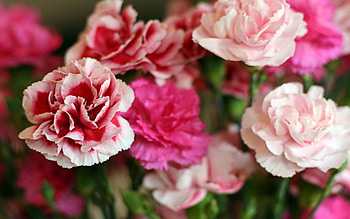 Carnation , Diverse collection, Floral beauty, Nature's inspiration HD wallpaper