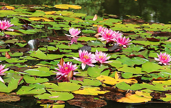 Flowers, Water, Leaves, Water Lilies, Sunny HD wallpaper