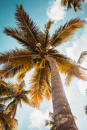 Nature, Sky, Leaves, Wood, Tree, Palm HD phone wallpaper
