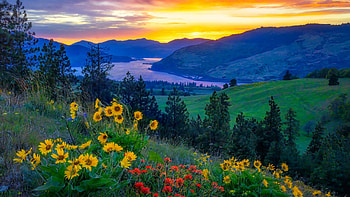 Mountain Flowers, wildflowers, river, morning, foggy, colors, clouds, sky, sunrise, landscape HD wallpaper
